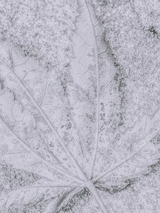 Frosted Leaf Detail by Elizabeth Allen
