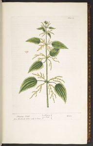 Plate 12, Stinging Nettle, from 