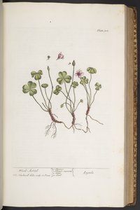 Plate 308, from 