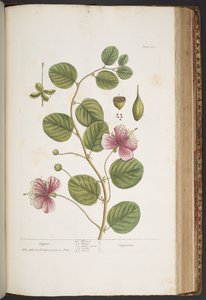 Plate 417, from 
