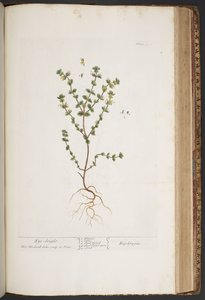 Plate 427, from A Curious Herbal by Elizabeth Blackwell