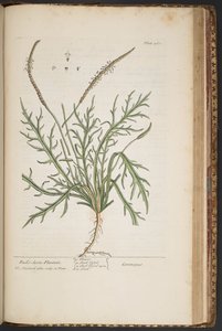 Plate 460, from A Curious Herbal