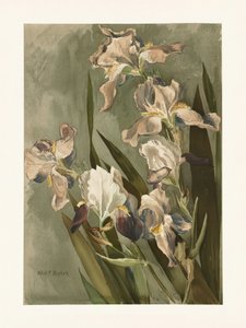Study of Iris by Elizabeth F. Parker