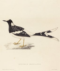 Spotted Forktail