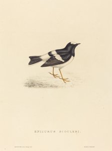 Little Forktail by Elizabeth Gould