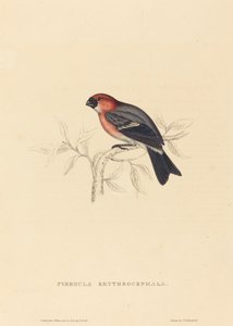 Redheaded Bullfinch by Elizabeth Gould
