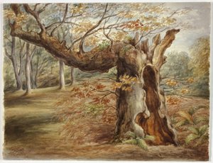 Rotting Tree
