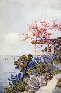 Pride of Madeira and Peach Blossom by Ella Du Cane