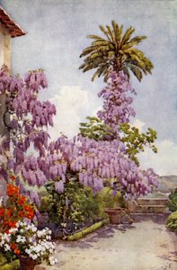 Wistaria, Quinta Da Levada by Ella Du Cane