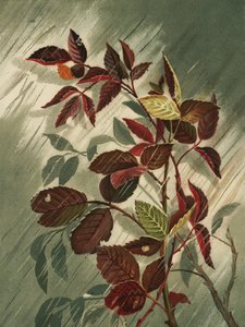 Autumn Leaves In the Rain by Ellen Thayer Fisher