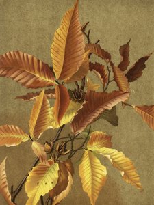 Autumn Leaves No. 3 Beech by Ellen Thayer Fisher