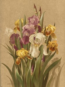 Fleur De Lis, No. 3