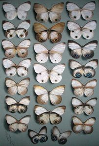 Twenty-Two Butterflies by Ellis Rowan