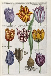 Various Tulips by Emanuel Sweert
