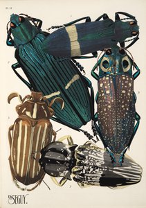 Plate 13 from Insectes, pub. 1930