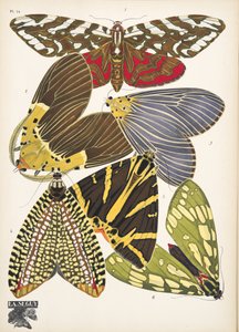 Plate 14, from Papillons, pub. 1925