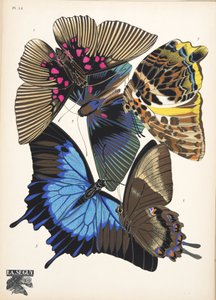 Plate 16, from Papillons, pub. 1925