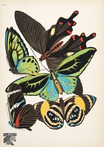 Plate 1, from Papillons, pub. 1925