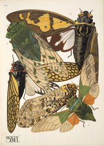 Plate 2 from Insectes, pub. 1930