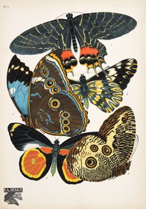 Plate 2, from Papillons, pub. 1925