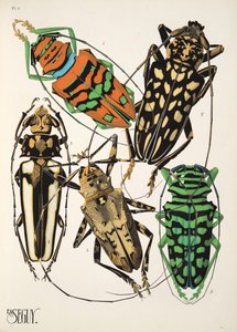 Plate 4 from Insectes, pub. 1930