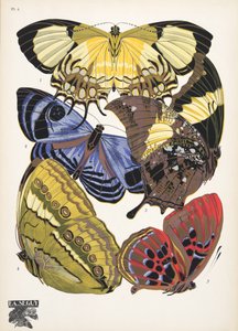 Plate 4, from Papillons, pub. 1925