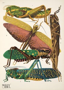 Plate 7 from Insects, pub. 1930