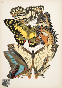 Plate 9, from Papillons