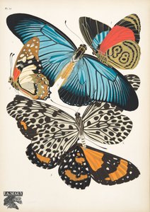 Plate 11, from Papillons, pub. 1925