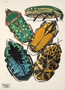 Plate 12 from Insects, pub. 1930