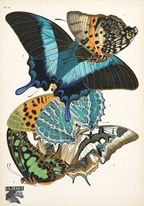 Plate 13, from Papillons, pub. 1925
