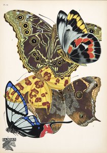 Plate 15, from Butterflies, pub. 1925