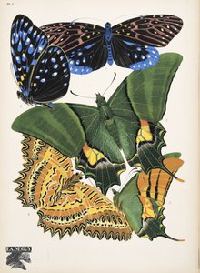 Plate 6, from Butterflies, pub. 1925
