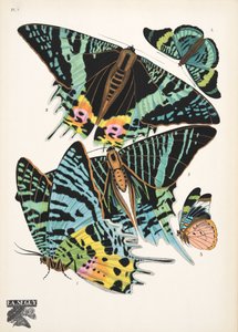 Plate 7, from Papillons, pub. 1925