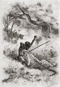 A Leopard Attacking an African, illustration from 