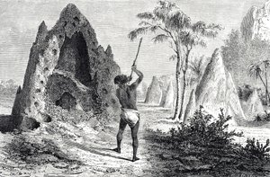 Nets of the White Ants, Termites (engraving)