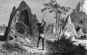 Village of warlike termites (termitiere), Africa
