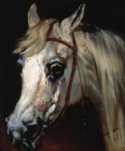 Head of an Arab horse, c.1840-50