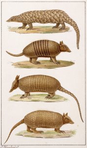 A Giant Anteater and Three Types of Armadillo by Emile Theophile Blanchard
