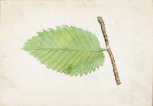 Jagged Leaf Edge Caterpillar, late 19th-early 20th century by Emma Beach Thayer