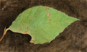 Smaller Spotted Beach Leaf Edge Caterpillar, late 19th-early 20th century by Emma Beach Thayer