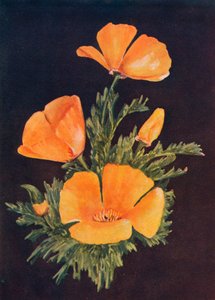 California Poppy by Emma Graham Clock