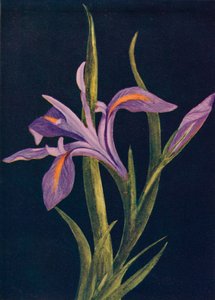Ground Iris, c1915
