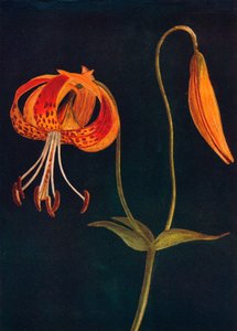 Leopard Lily