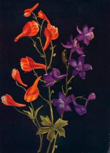 Scarlet and Blue Larkspur by Emma Graham Clock