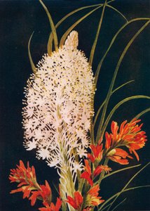 Squaw Grass and Scarlet Paint Brush