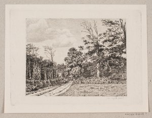Forest Scene