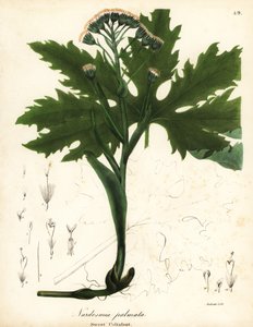 Arctic sweet coltsfoot or Arctic butterbur, Petasites frigidus var