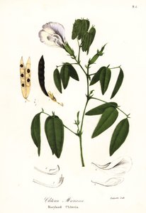 Butterfly Pea, Atlantic Pigeon Wings or Maryland Clitoria, Clitoria Mariana by Endicott Endicott