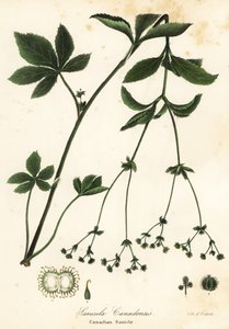 Canadian blacksnakeroot or Canadian sanicle by Endicott Endicott